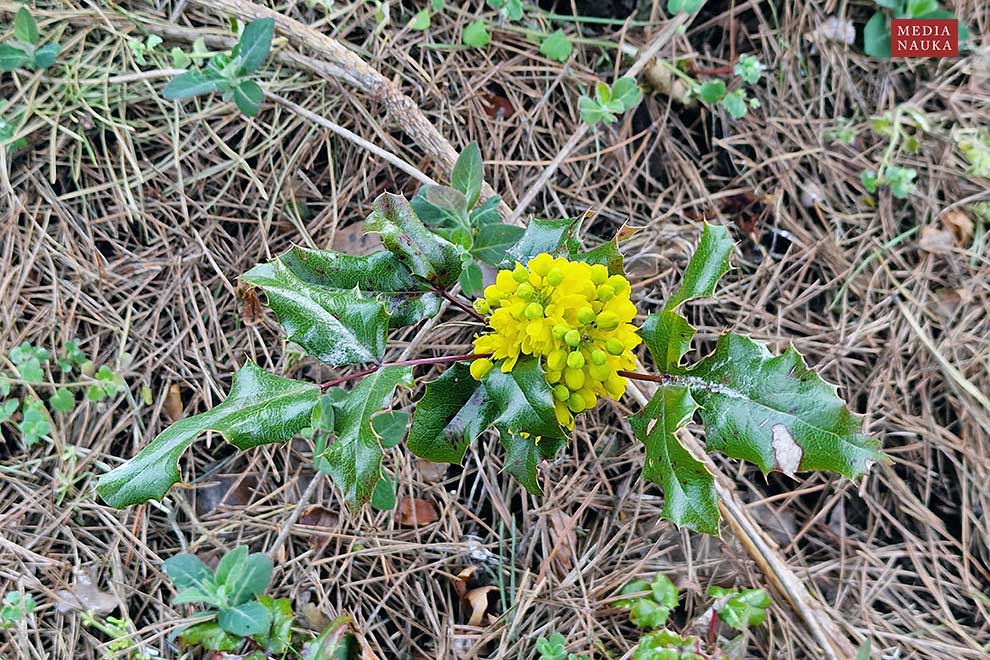 mahonia pospolita (Mahonia aquifolium)