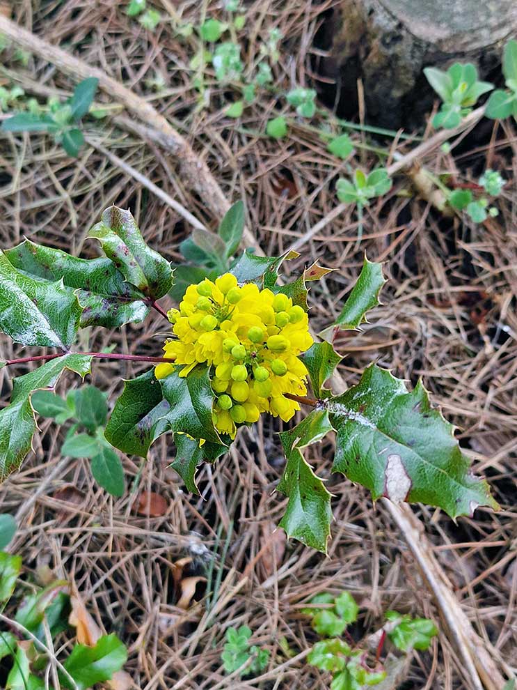 mahonia pospolita (Mahonia aquifolium)