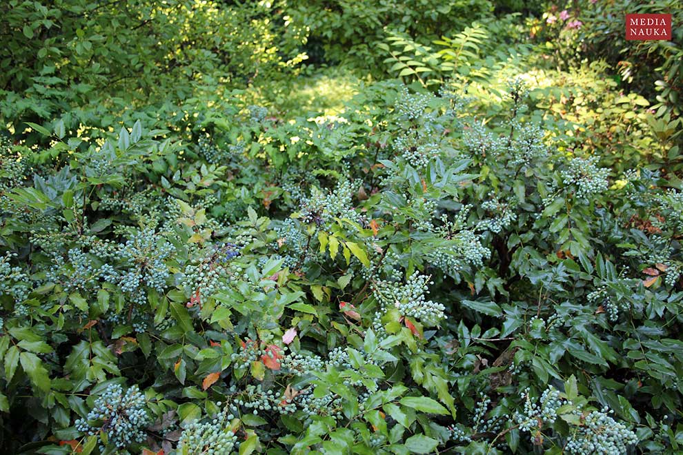 mahonia pospolita (Mahonia aquifolium)