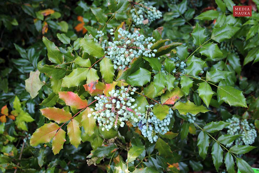 mahonia pospolita (Mahonia aquifolium)