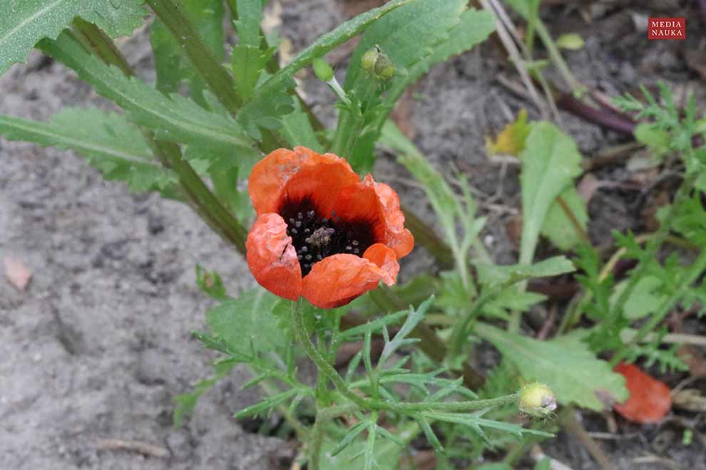 mak piaskowy (Papaver argemone)