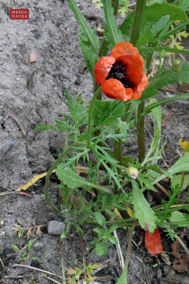 mak piaskowy (Papaver argemone)