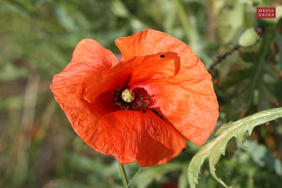 mak polny (Papaver rhoeas)