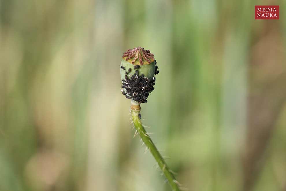 mak polny (Papaver rhoeas)