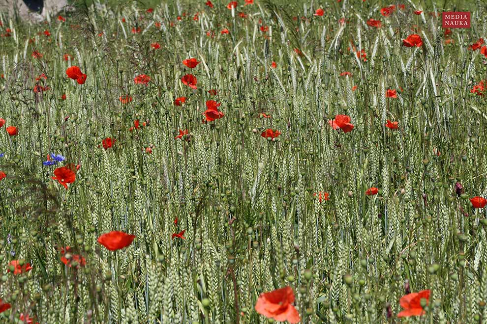 mak polny (Papaver rhoeas)