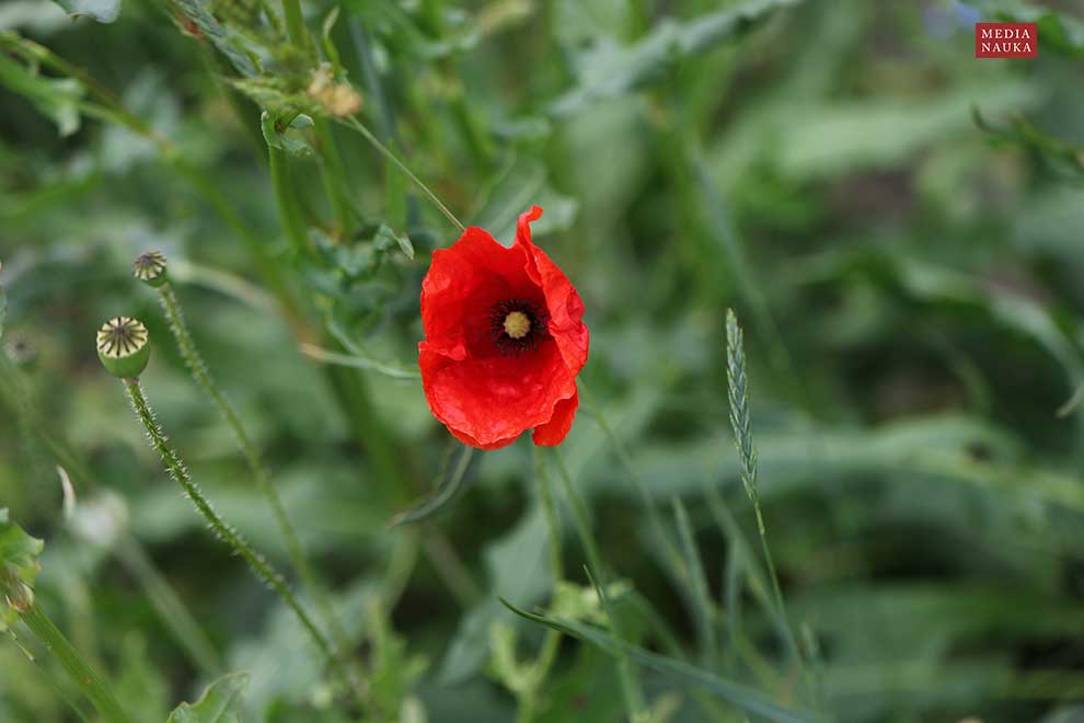 mak polny (Papaver rhoeas)