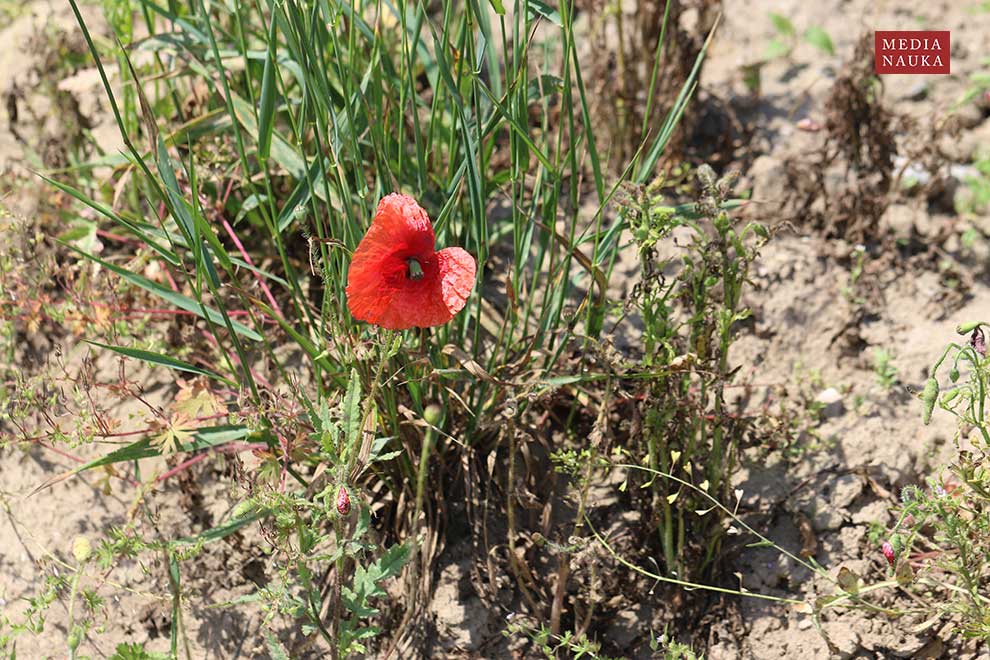 mak polny (Papaver rhoeas)