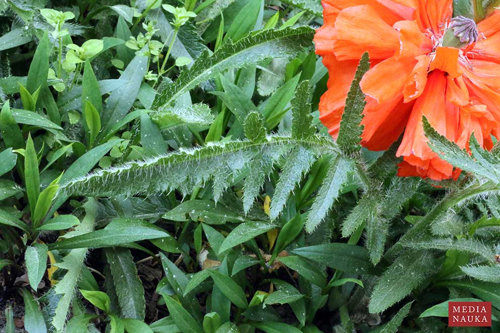 mak wschodni (Papaver orientale)