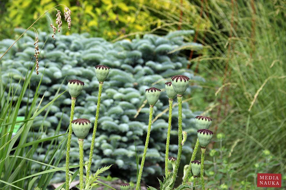 mak wschodni (Papaver orientale)