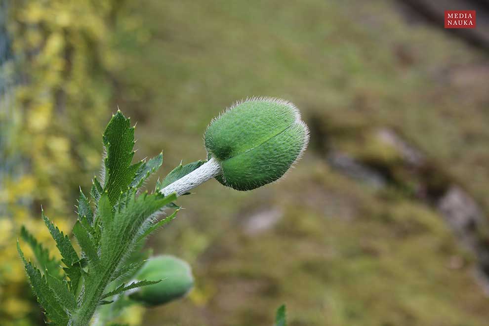 mak wschodni (Papaver orientale)
