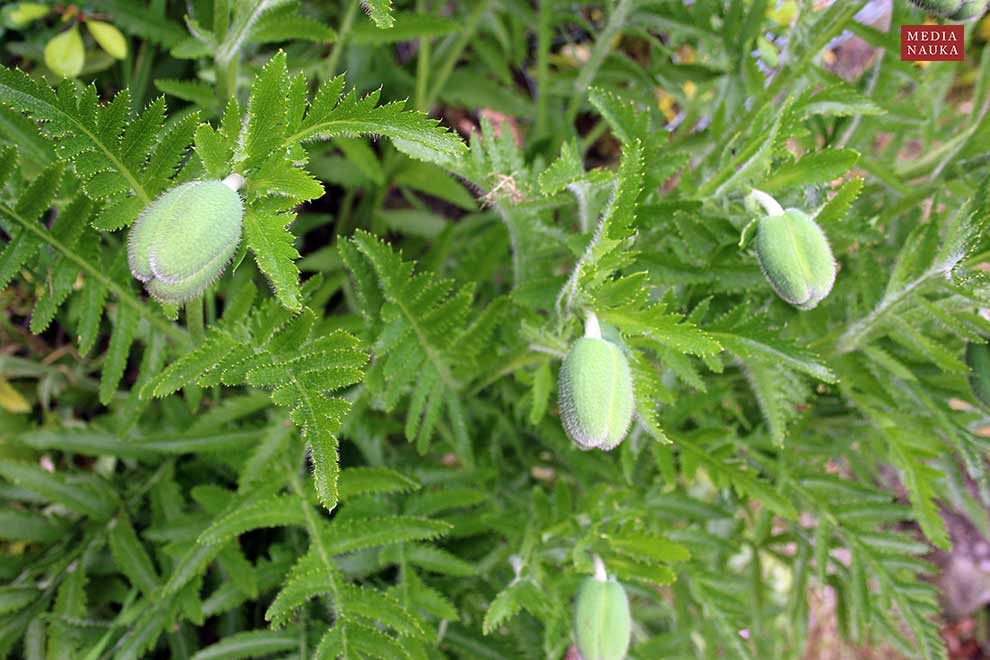 mak wschodni (Papaver orientale)