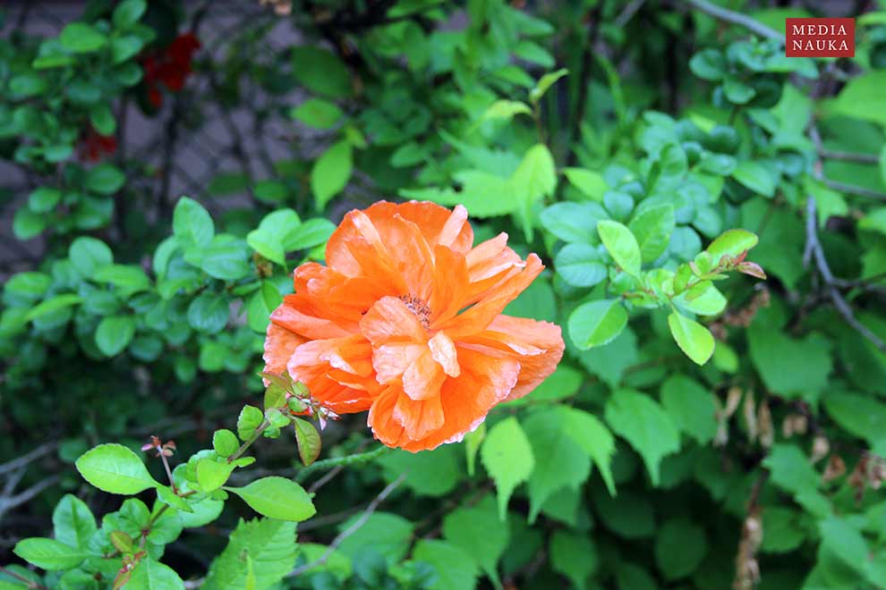 mak wschodni (Papaver orientale)