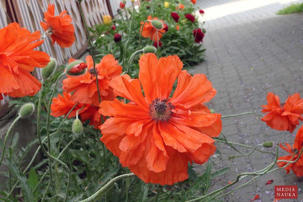 mak wschodni (Papaver orientale)