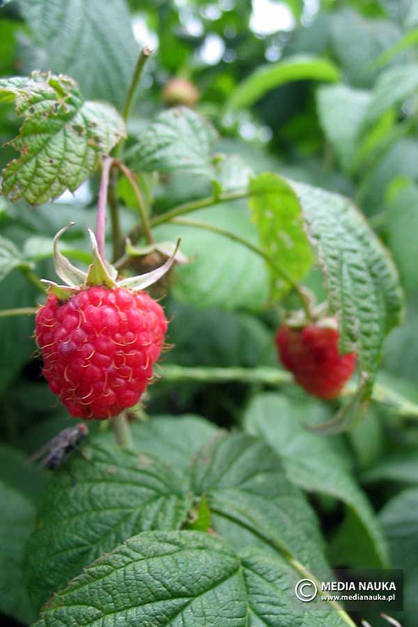 malina właściwa (Rubus idaeus)