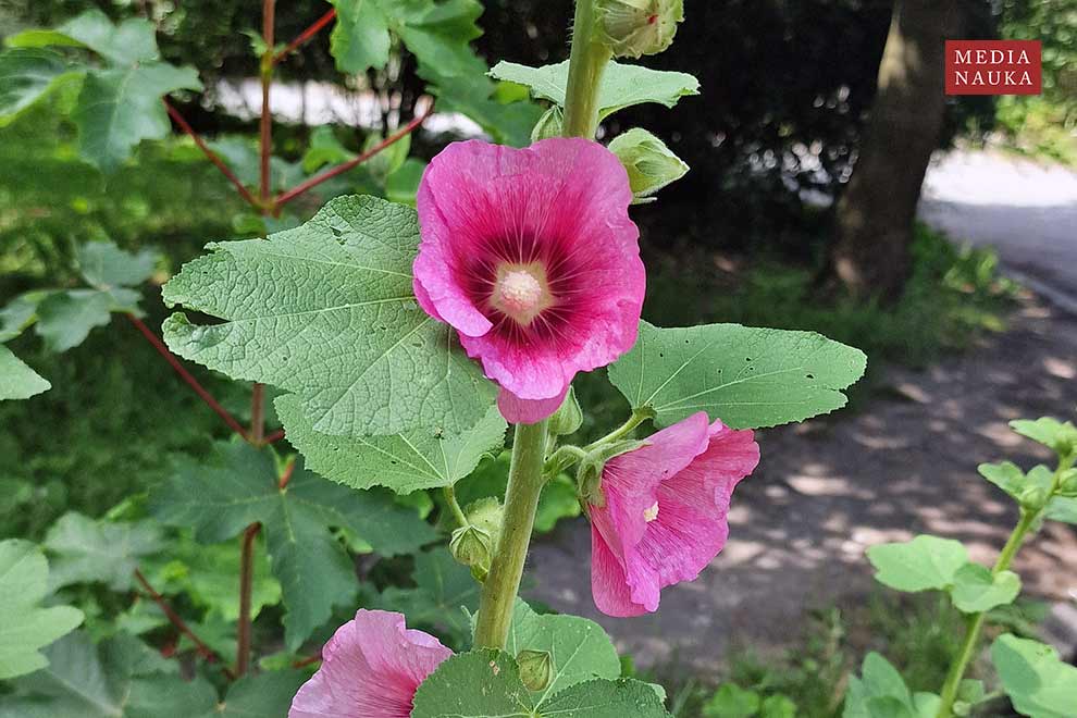 malwa ogrodowa, malwa różowa (Alcea rosea)
