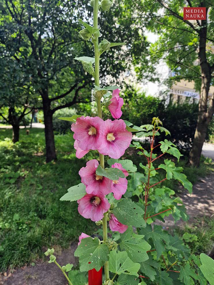 malwa ogrodowa, malwa różowa (Alcea rosea)