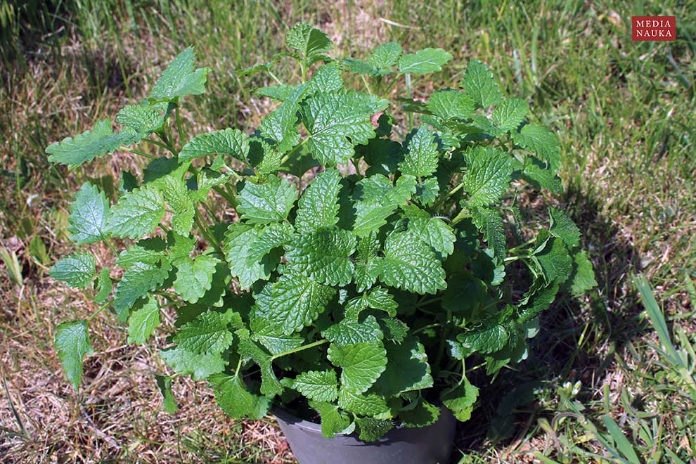 melisa lekarska (Melissa officinalis)