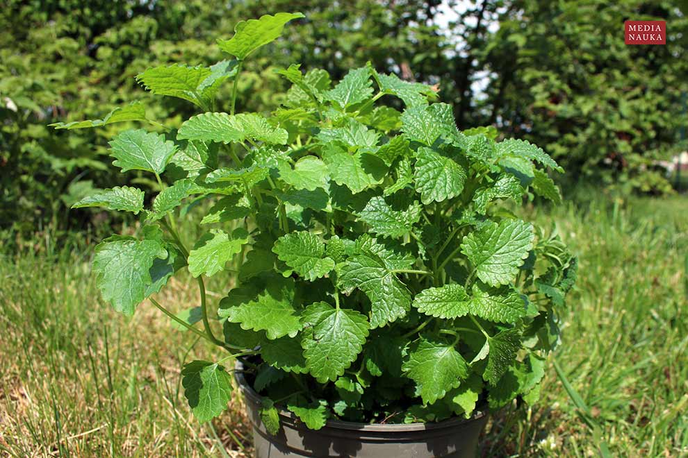 melisa lekarska (Melissa officinalis)