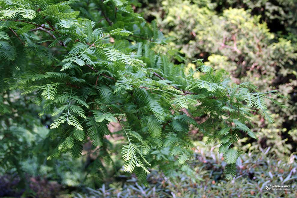 metasekwoja chińska (Metasequoia glyptostroboides )