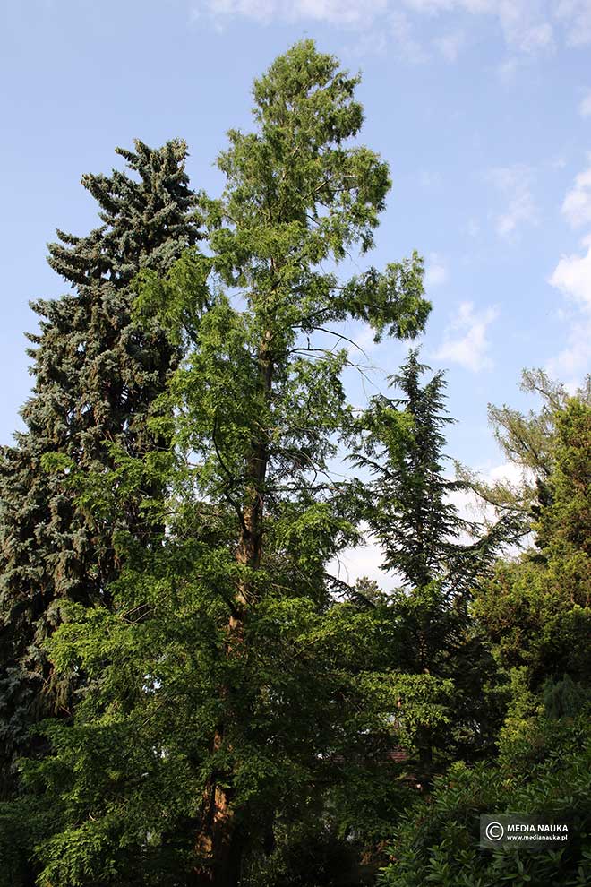 metasekwoja chińska (Metasequoia glyptostroboides )