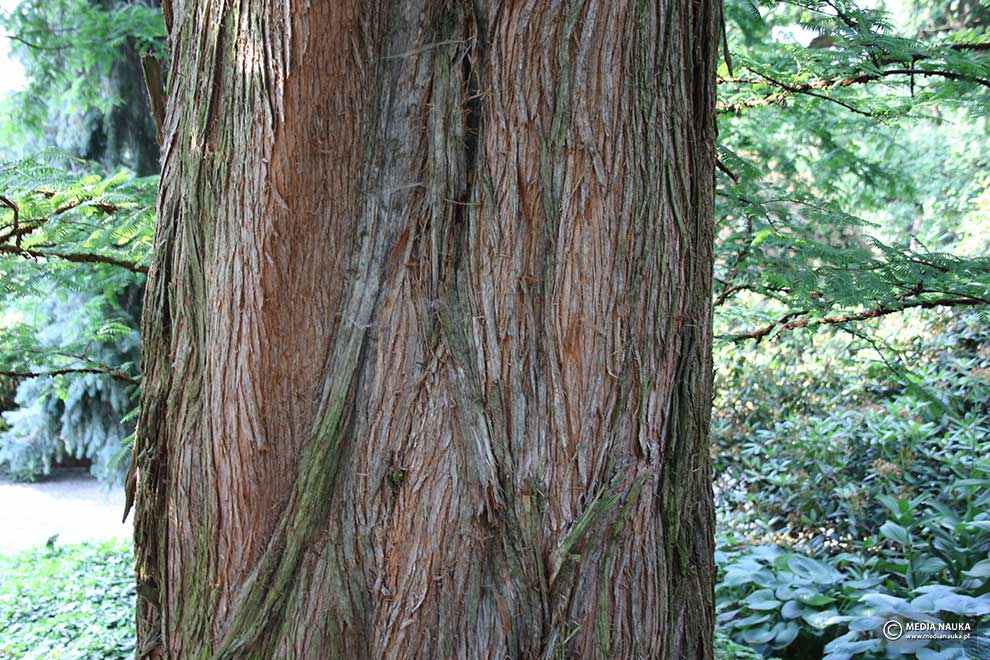 metasekwoja chińska (Metasequoia glyptostroboides )