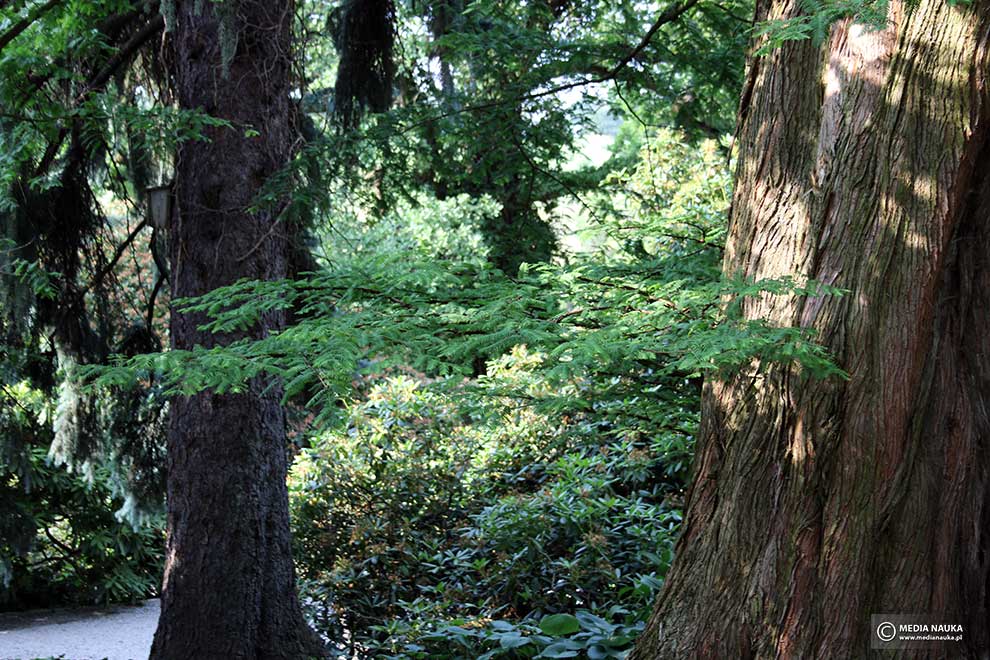 metasekwoja chińska (Metasequoia glyptostroboides )