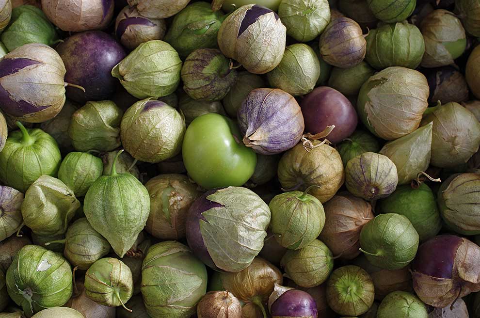 miechunka pomidorowa (Physalis ixocarpa)