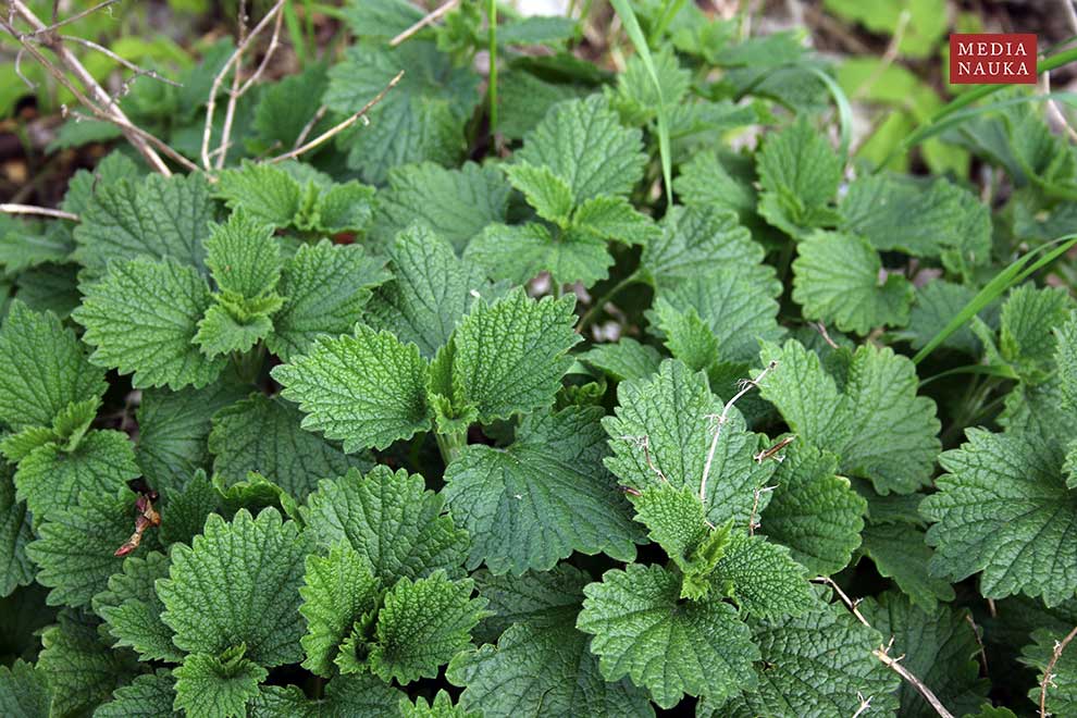 mierznica czarna (Ballota nigra)