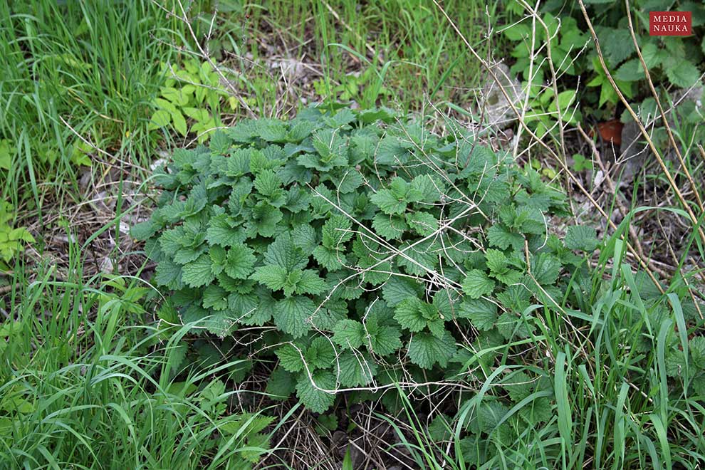 mierznica czarna (Ballota nigra)