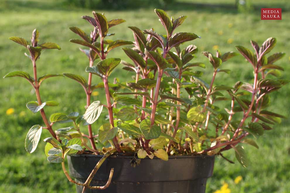 mięta pieprzowa (Mentha ×piperita)