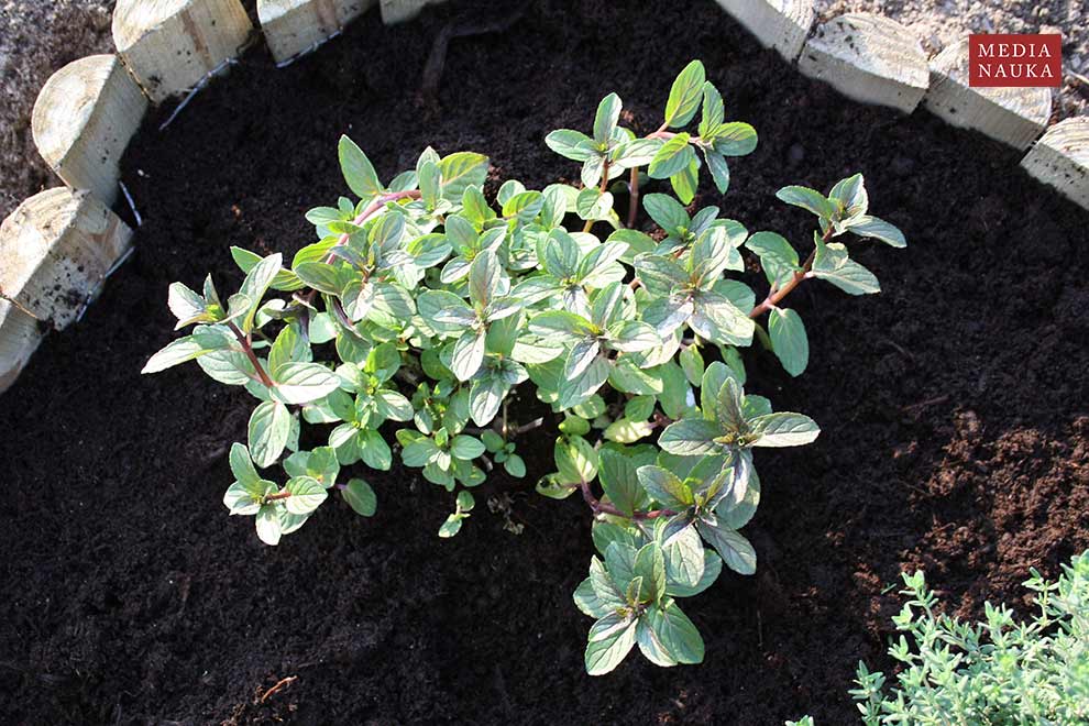 mięta pieprzowa (Mentha ×piperita)
