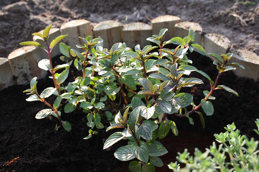 mięta pieprzowa (Mentha ×piperita)