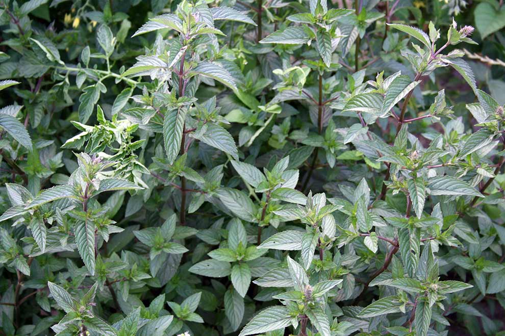 mięta pieprzowa (Mentha ×piperita)