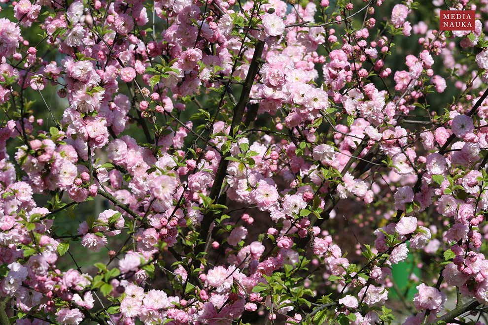 migdałek trójklapowy (Prunus triloba)