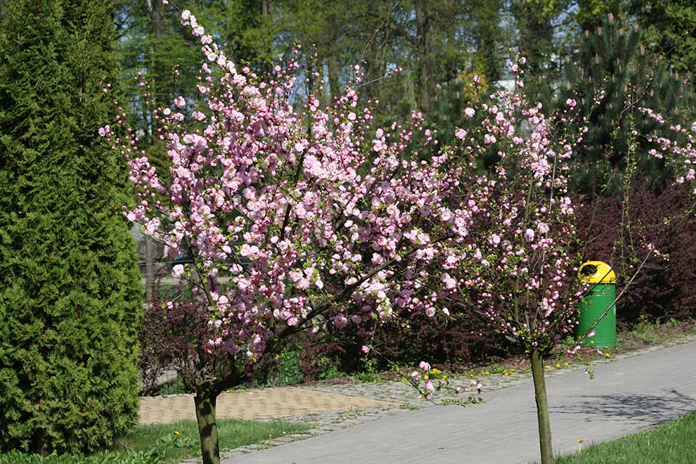 migdałek trójklapowy (Prunus triloba)