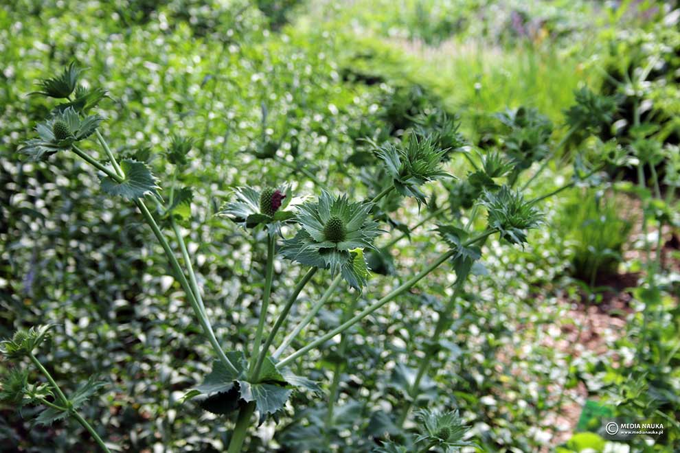 mikołajek olbrzymi (Eryngium giganteum)