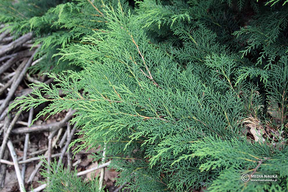 mikrobiota syberyjska (Microbiota decussata)