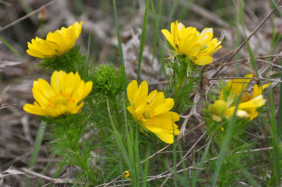 miłek wiosenny (Adonis vernalis)