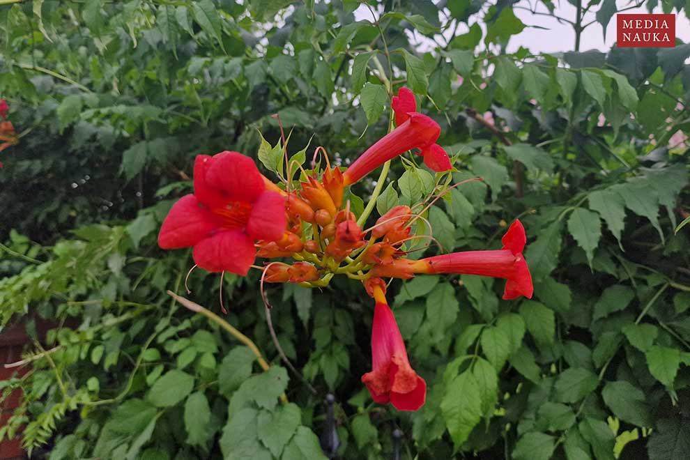 milin amerykański (Campsis radicans)