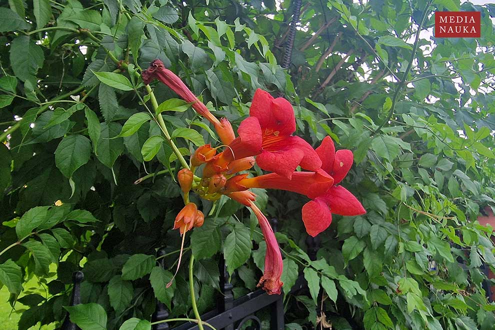 milin amerykański (Campsis radicans)