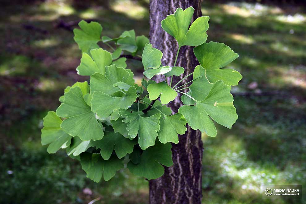 miłorząb dwuklapowy, miłorząb chiński (Ginko biloba)