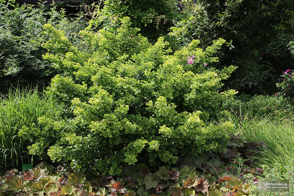 miłorząb dwuklapowy, miłorząb chiński (Ginko biloba)