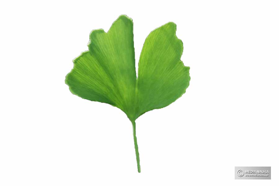 miłorząb dwuklapowy, miłorząb chiński (Ginko biloba)