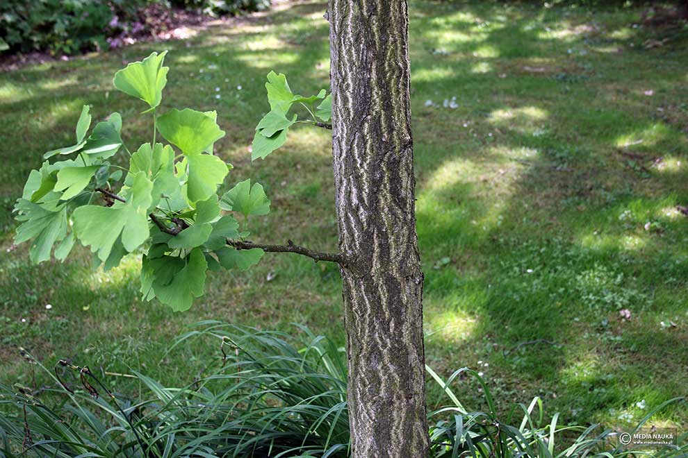 miłorząb dwuklapowy, miłorząb chiński (Ginko biloba)