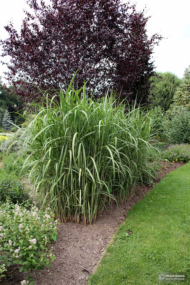 miskant olbrzymi (Miscanthus ×giganteus)