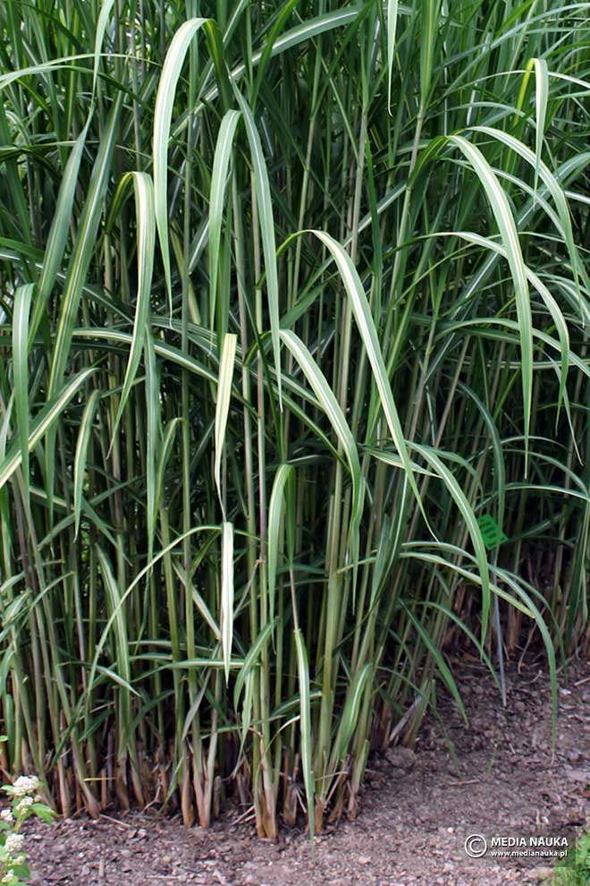 miskant olbrzymi (Miscanthus ×giganteus)