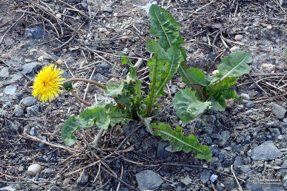 mniszek pospolity, mniszek lekarski (Taraxacum officinale)