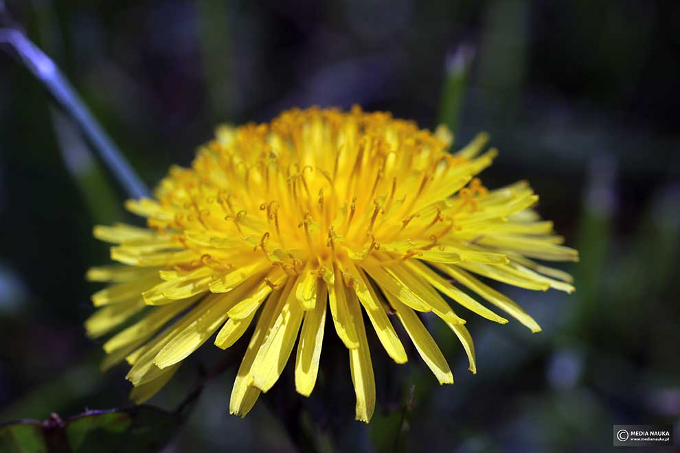 mniszek pospolity, mniszek lekarski (Taraxacum officinale)
