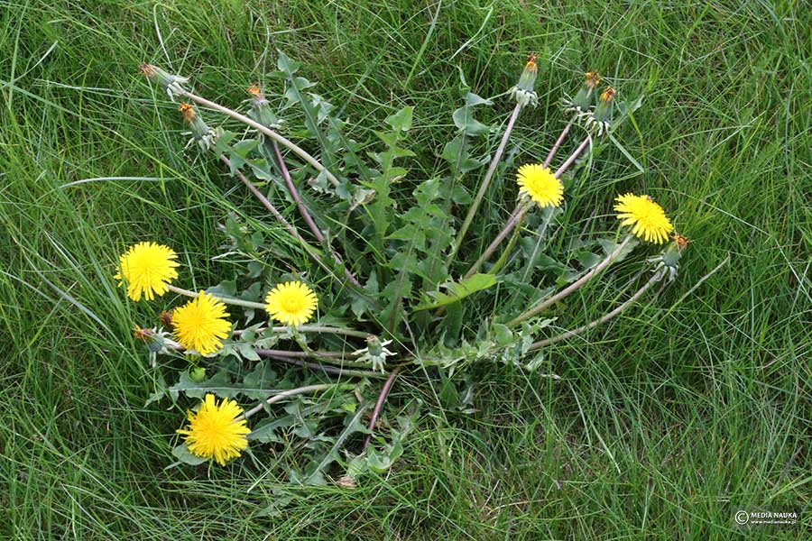 mniszek pospolity, mniszek lekarski (Taraxacum officinale)