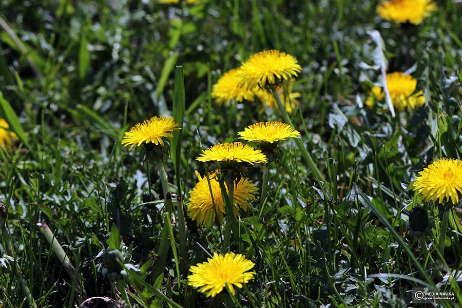 mniszek pospolity, mniszek lekarski (Taraxacum officinale)